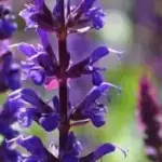 Salvia Azurea