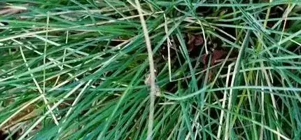 Sheep Fescue