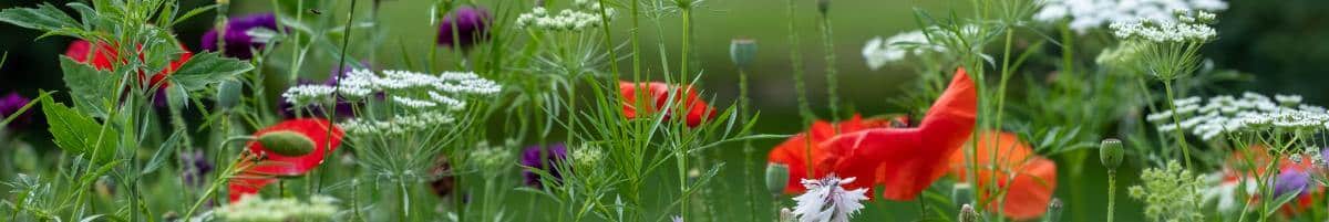 Planting Wildflowers