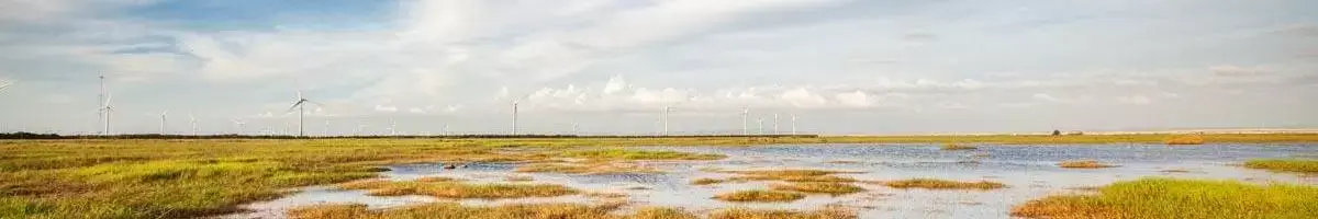 Wetland Destruction