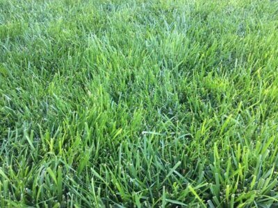 Tall Fescue Grass