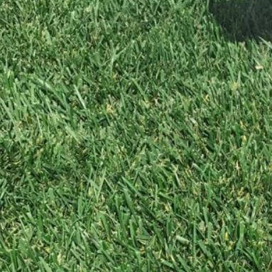 What Exactly is a “Low-Maintenance” Lawn?
