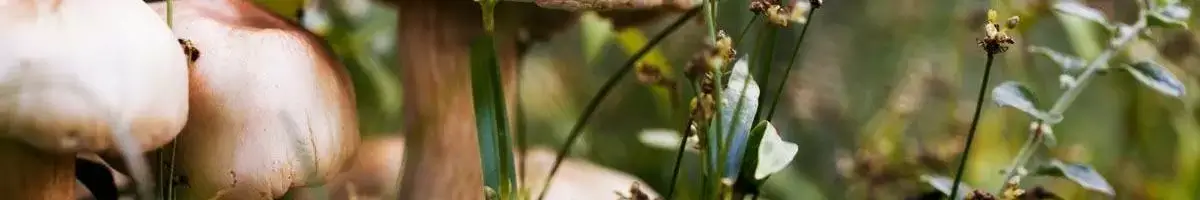 Mushrooms and Healthy Lawns