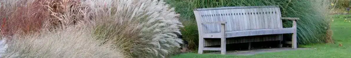 Ornamental Grass