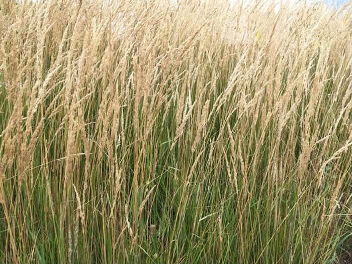 Tall Fescue