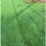 Vermont Fescue grass