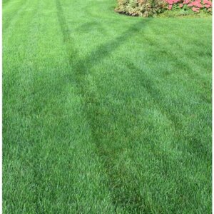 Vermont Fescue grass