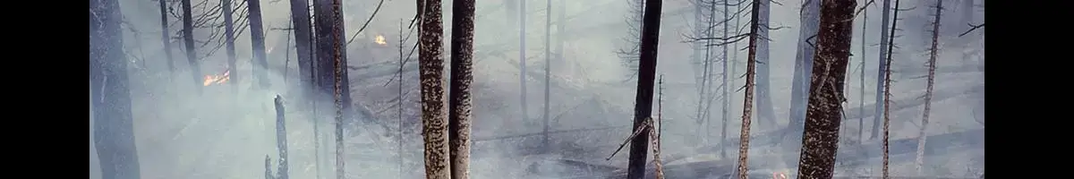 wildfires