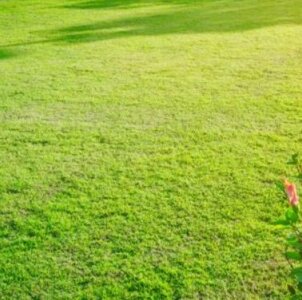 Zoysia Grass Oklahoma