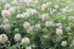 Arrowleaf Clover