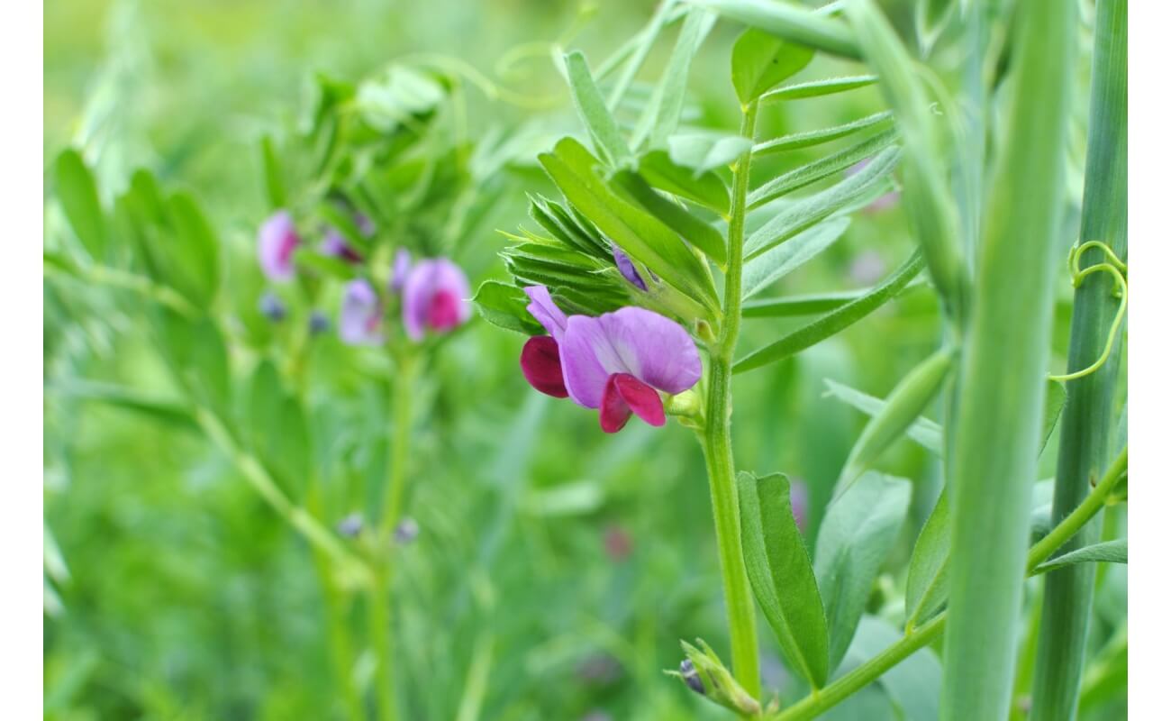 Common Vetch