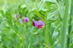 Common Vetch
