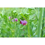 Common Vetch