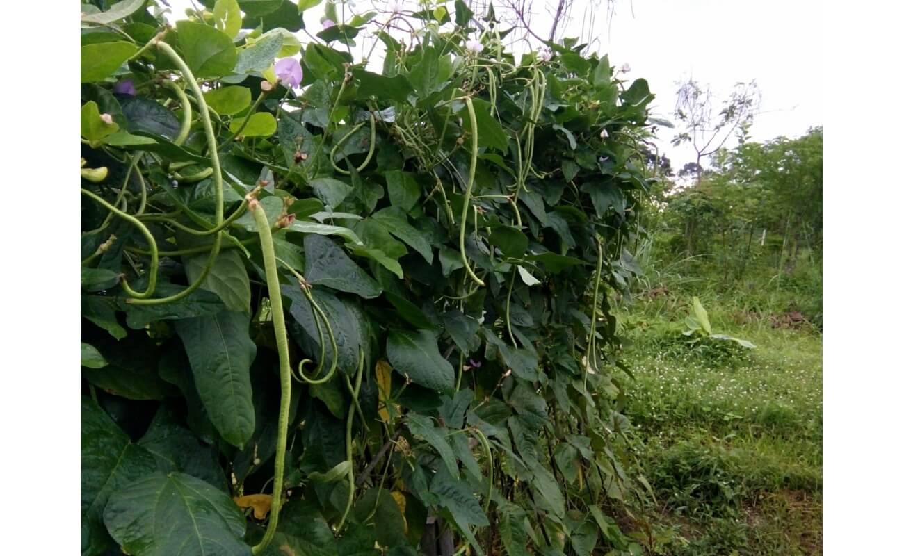 cowpeas