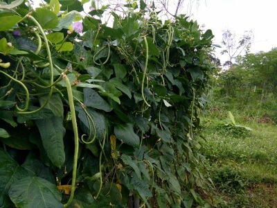 cowpeas