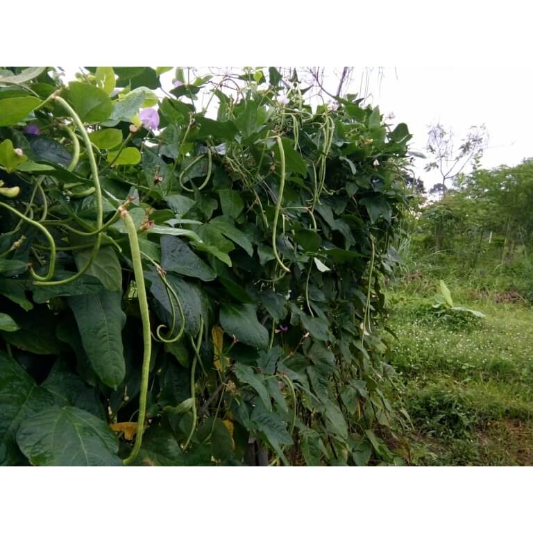 cowpeas