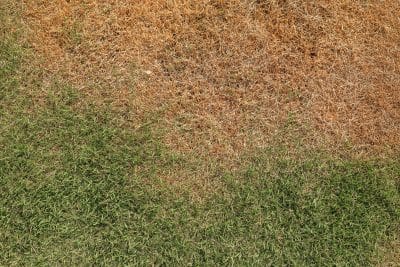 How Often Should You Water New Grass Seed - Nature's Seed