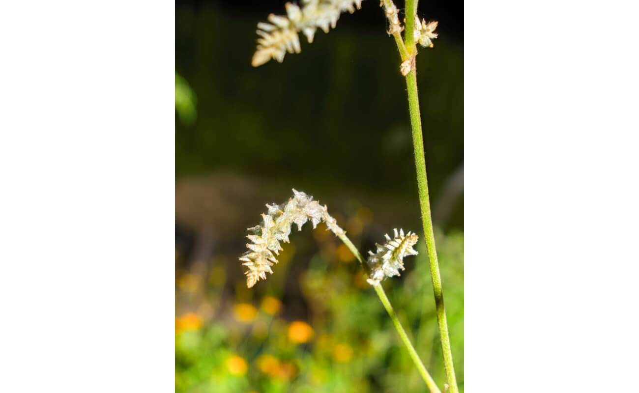 Field Snake Cotton