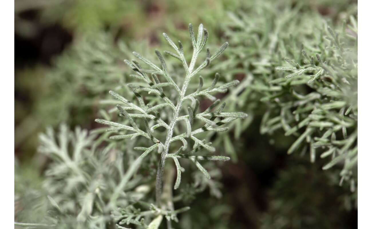 Fringed Sagewort