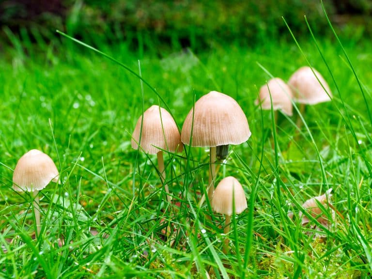 How Often Should You Water New Grass Seed - Nature's Seed