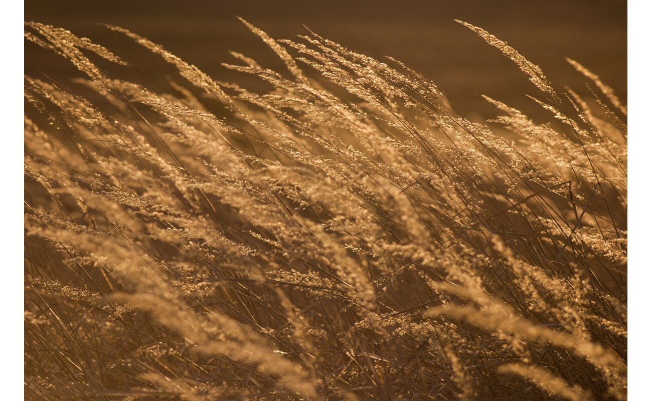 Green Needlegrass