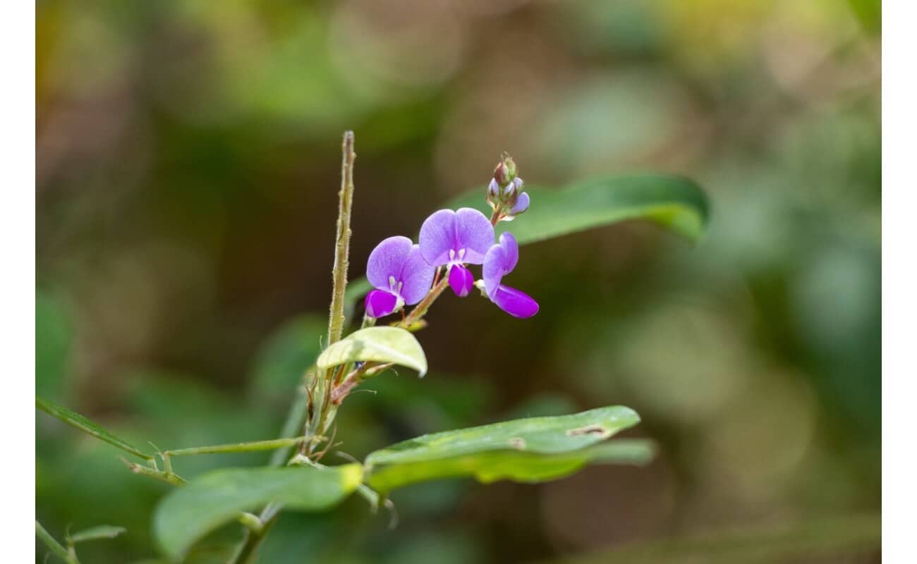 Illinois Tick Trefoil