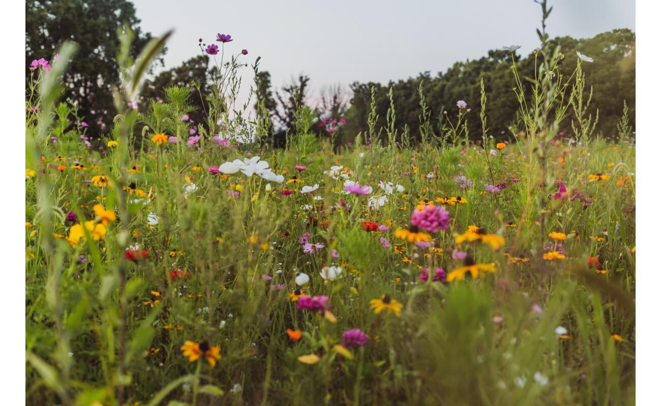 Midwest Native Wildflower Mix