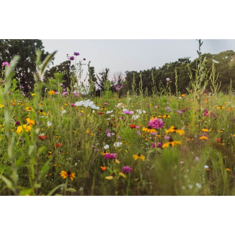 Midwest Native Wildflower Mix