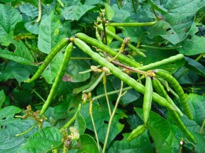 Mung Beans