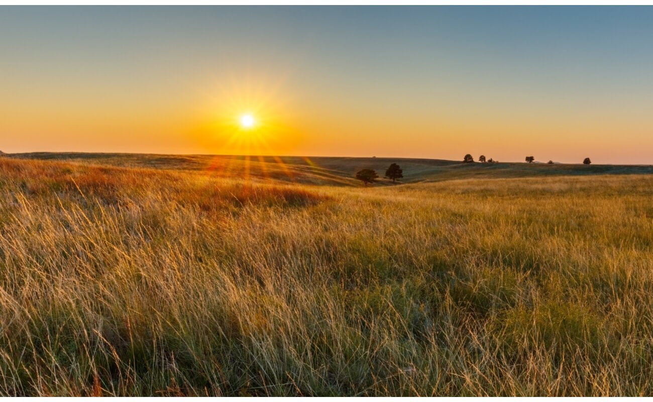 Native Shortgrass Mix