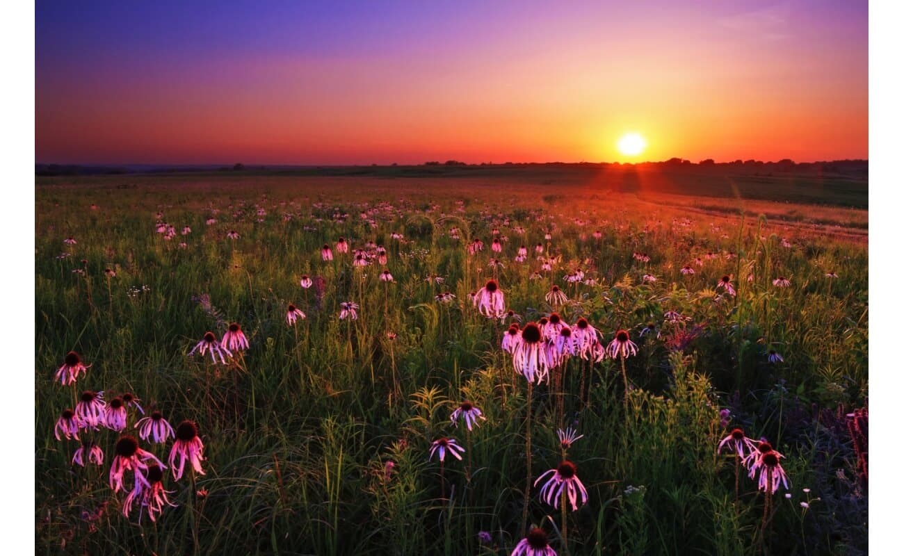 Pretty Prairie Shortgrass Mix