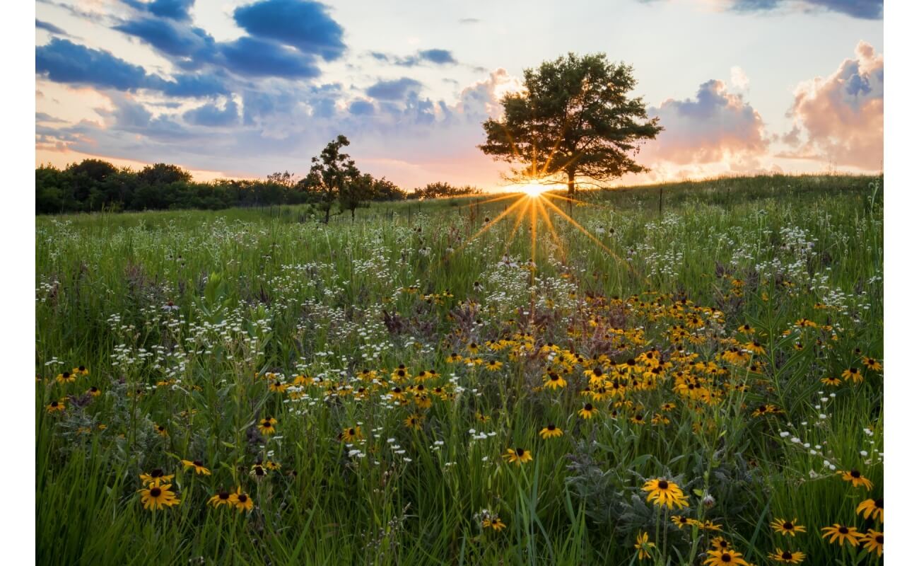 Pretty Prairie Tallgrass Mix