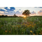 Pretty Prairie Tallgrass Mix