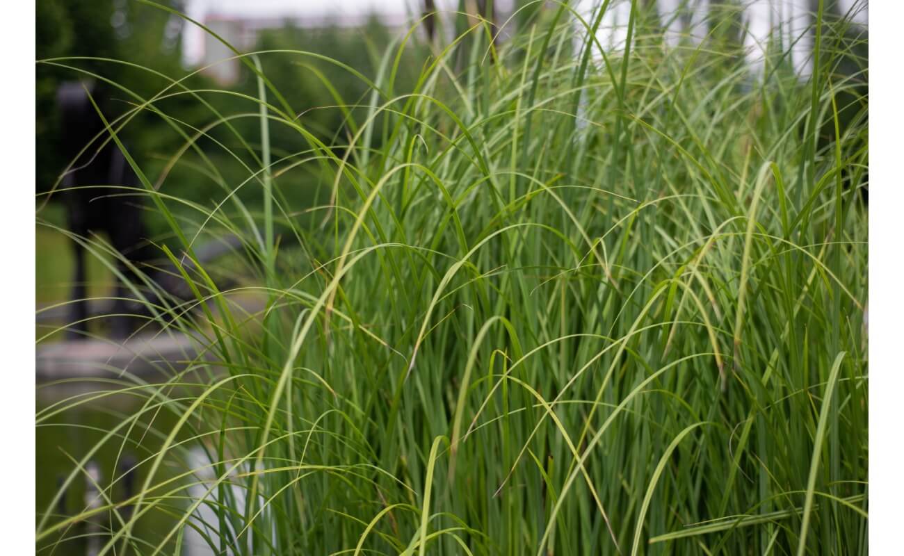 Praire Cord Grass