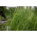 Praire Cord Grass