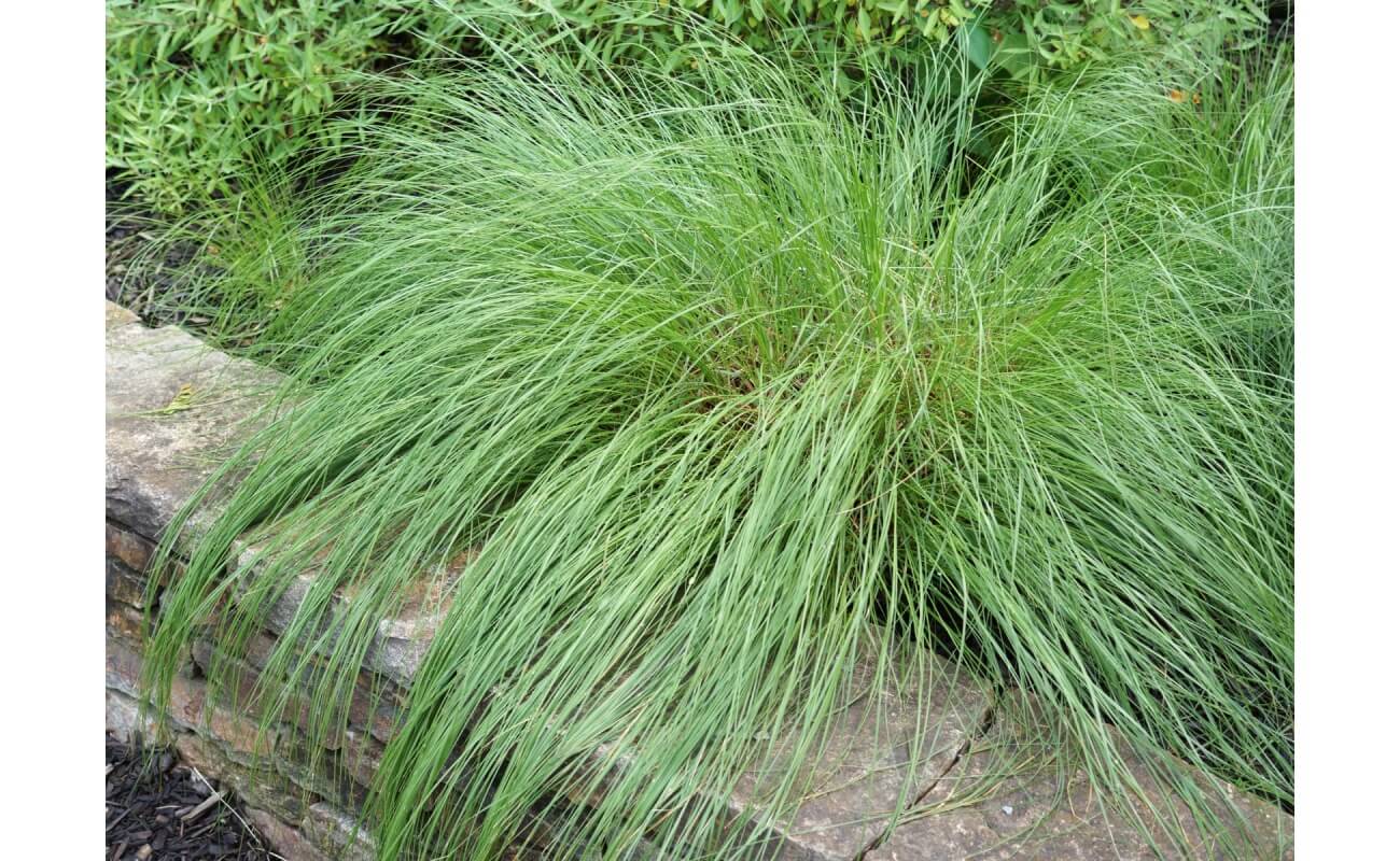 Prairie Dropseed