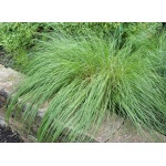 Prairie Dropseed