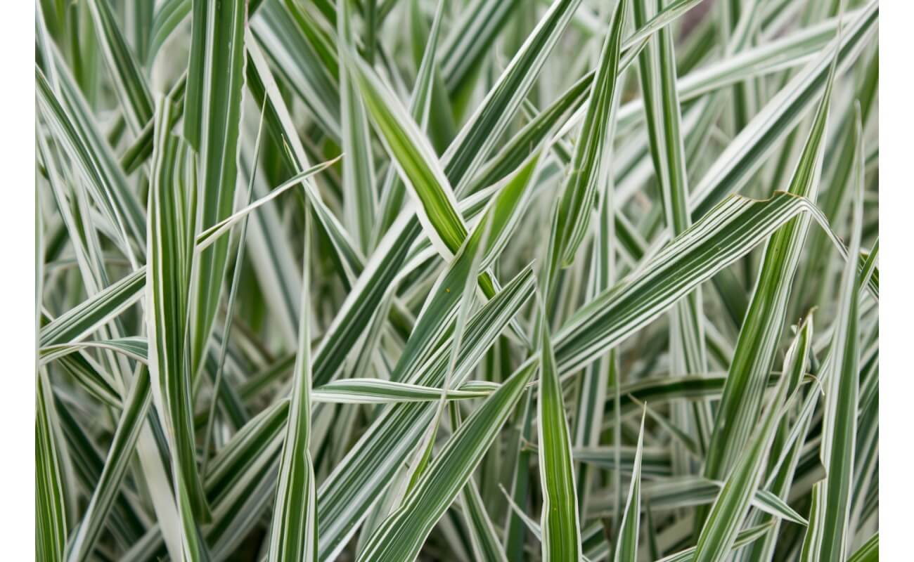 Reed Canarygrass