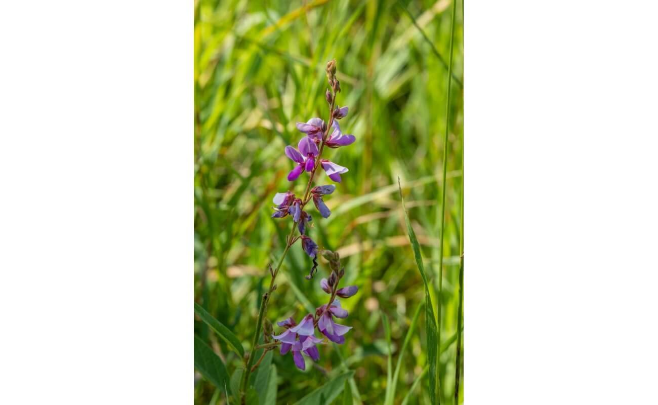 Showy Tick Trefoil