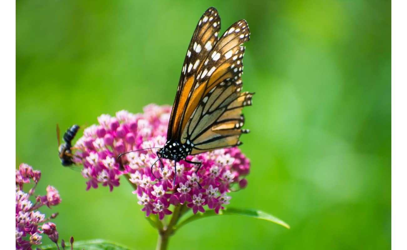 Smooth Milkweed