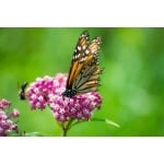 Smooth Milkweed