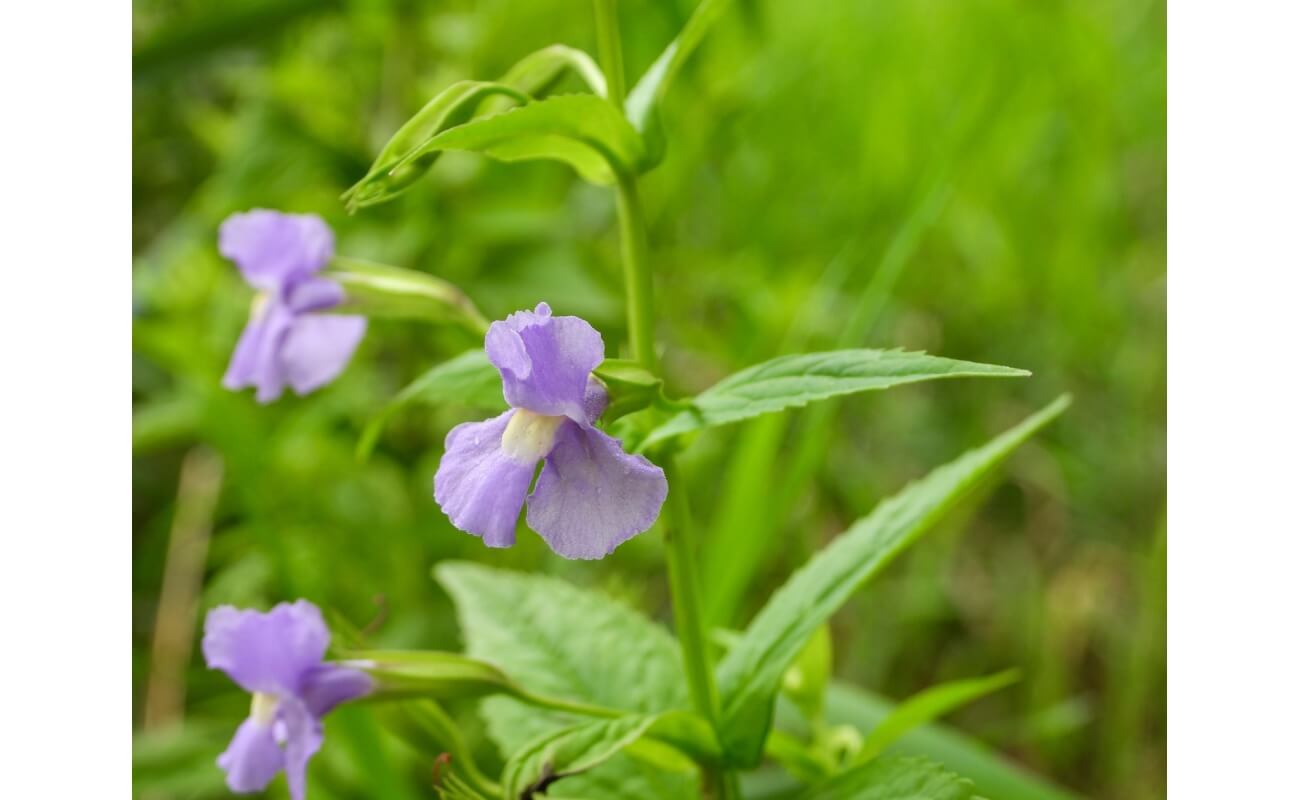 Square Stemmed Monkey Flower