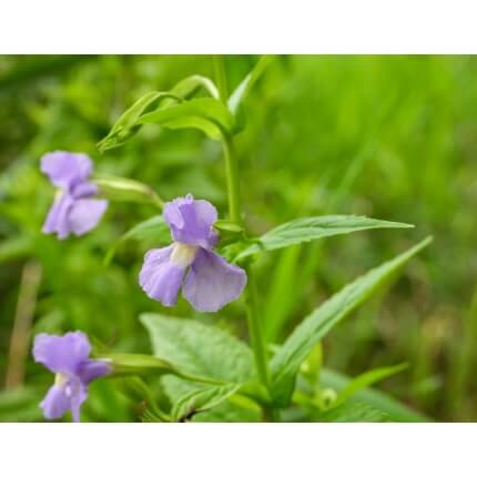 Square Stemmed Monkey Flower