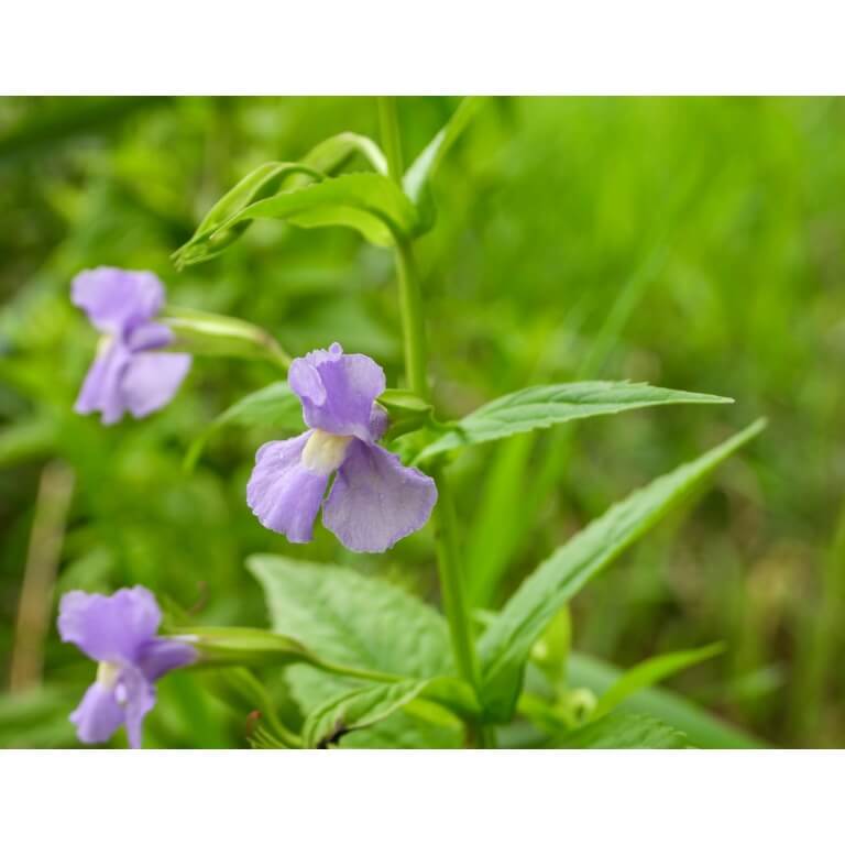 Square Stemmed Monkey Flower