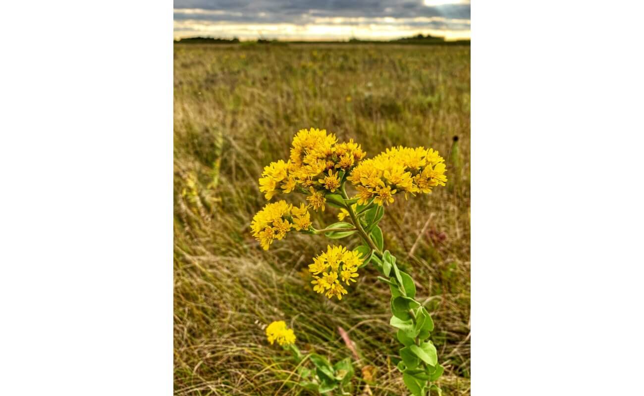 Stiff Goldenrod