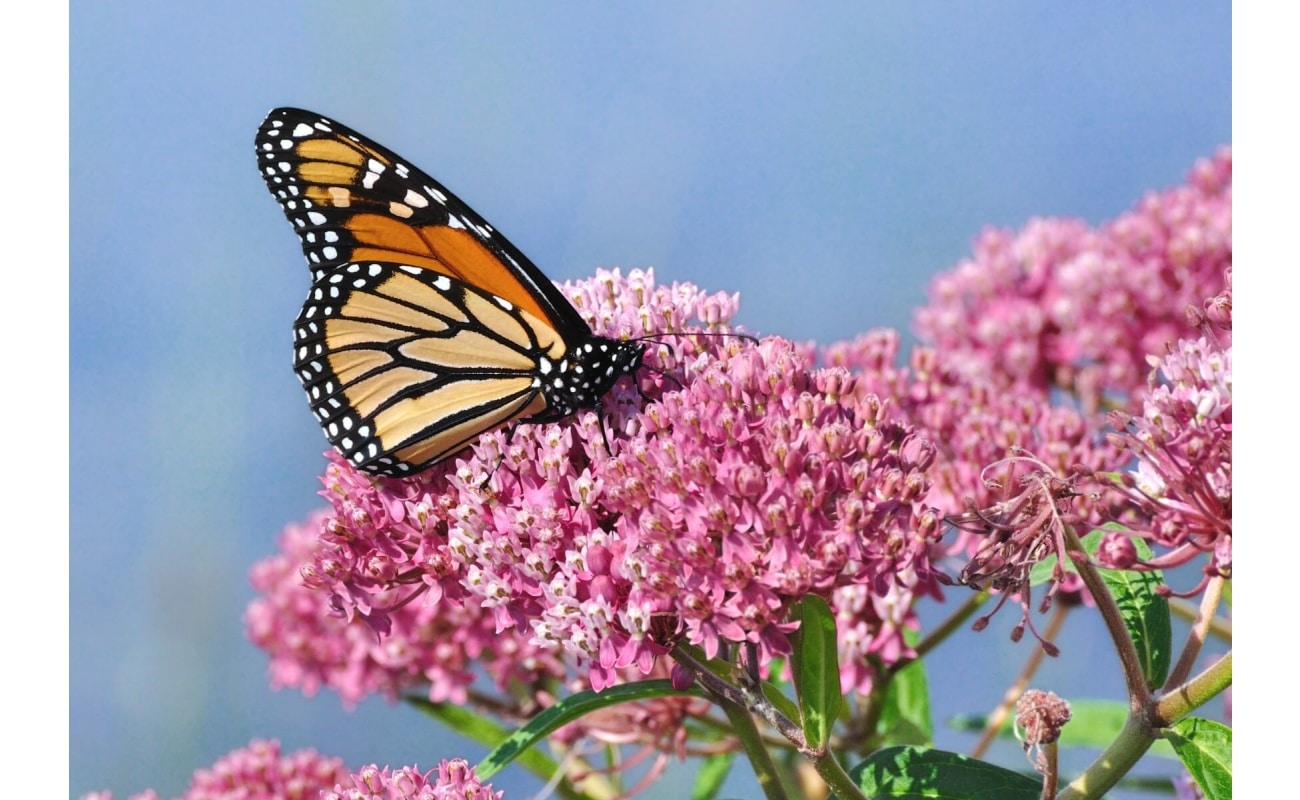 Swamp Milkweed