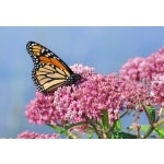 Swamp Milkweed