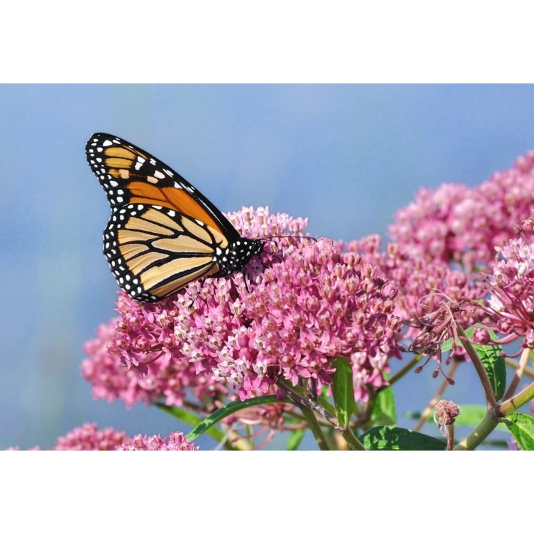 Swamp Milkweed