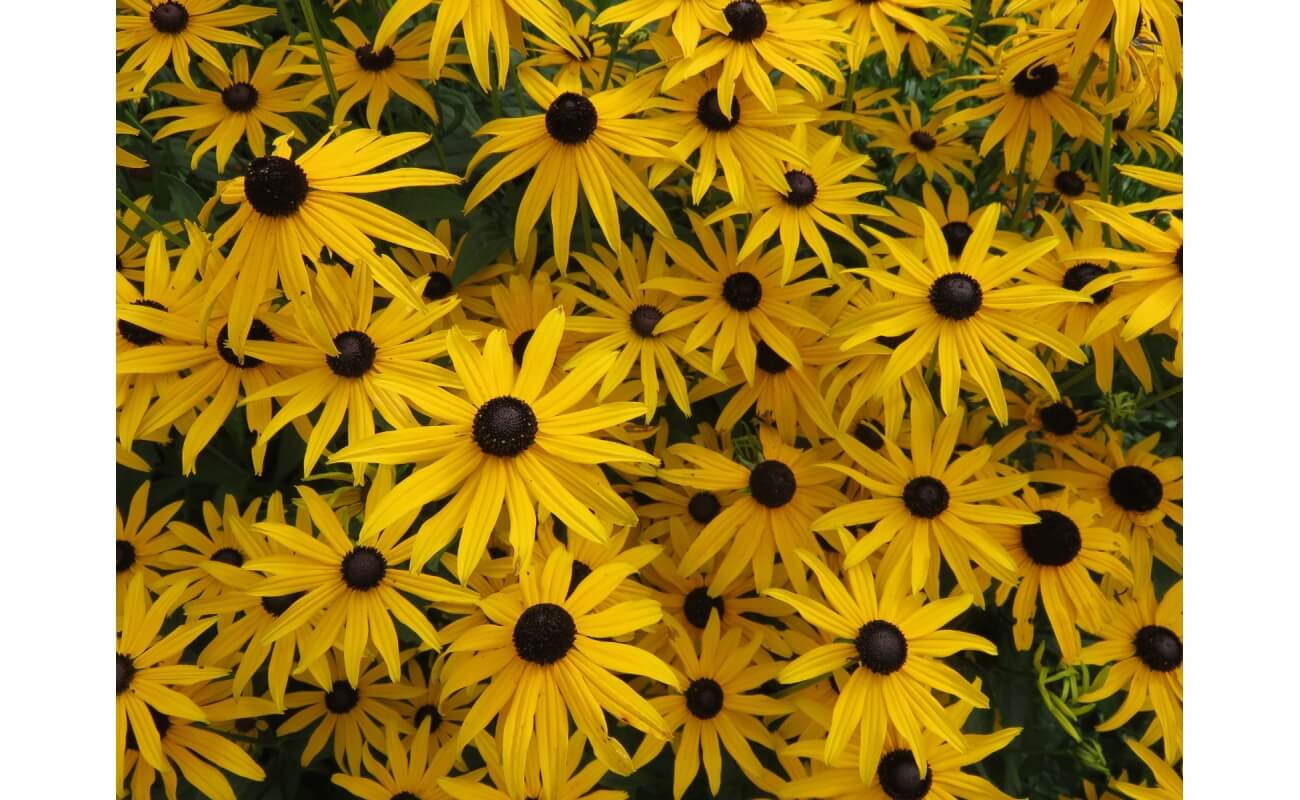 Sweet Black Eyed Susan