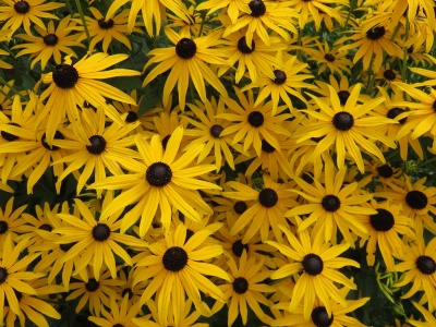 Sweet Black Eyed Susan